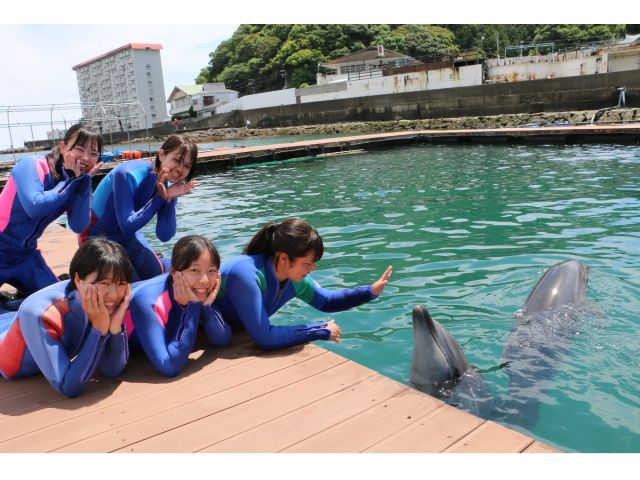 イルカ達との一期一会…お楽しみください