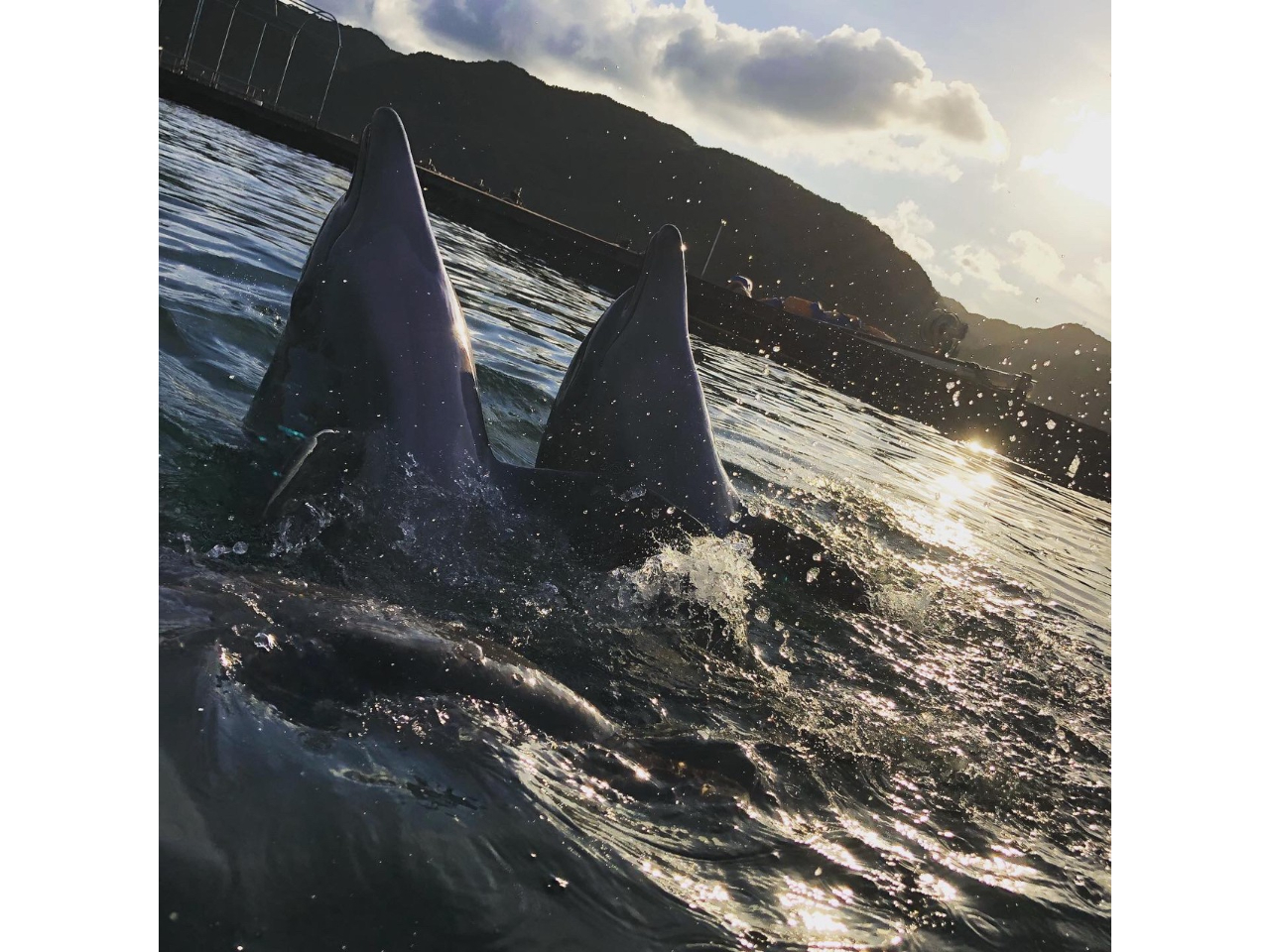 皆様との出会いをイルカ達も心待ちにしています