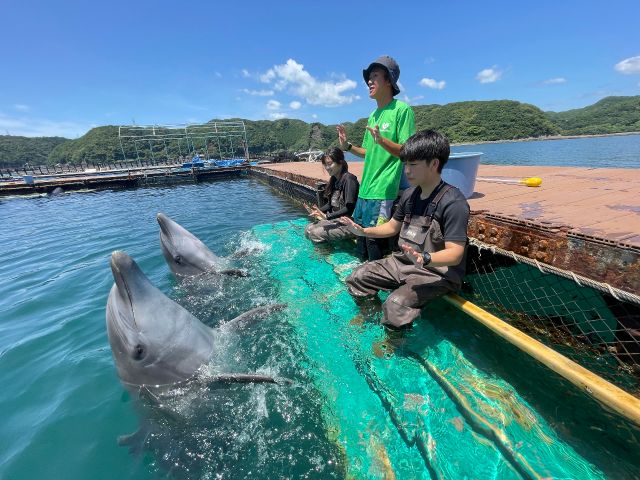 イルカを身近に感じる事の出来る…ショートプログラム…それがドルフィンエンカウンターです。