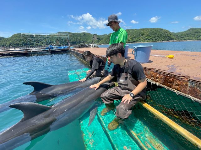 手を伸ばした直ぐ先に…イルカ達が待っています。