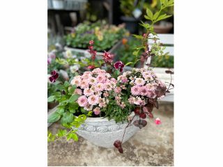 切り花ではなく根付きの植物を組み合わせ、ナチュラルで華やかな一体感を生み出します♪