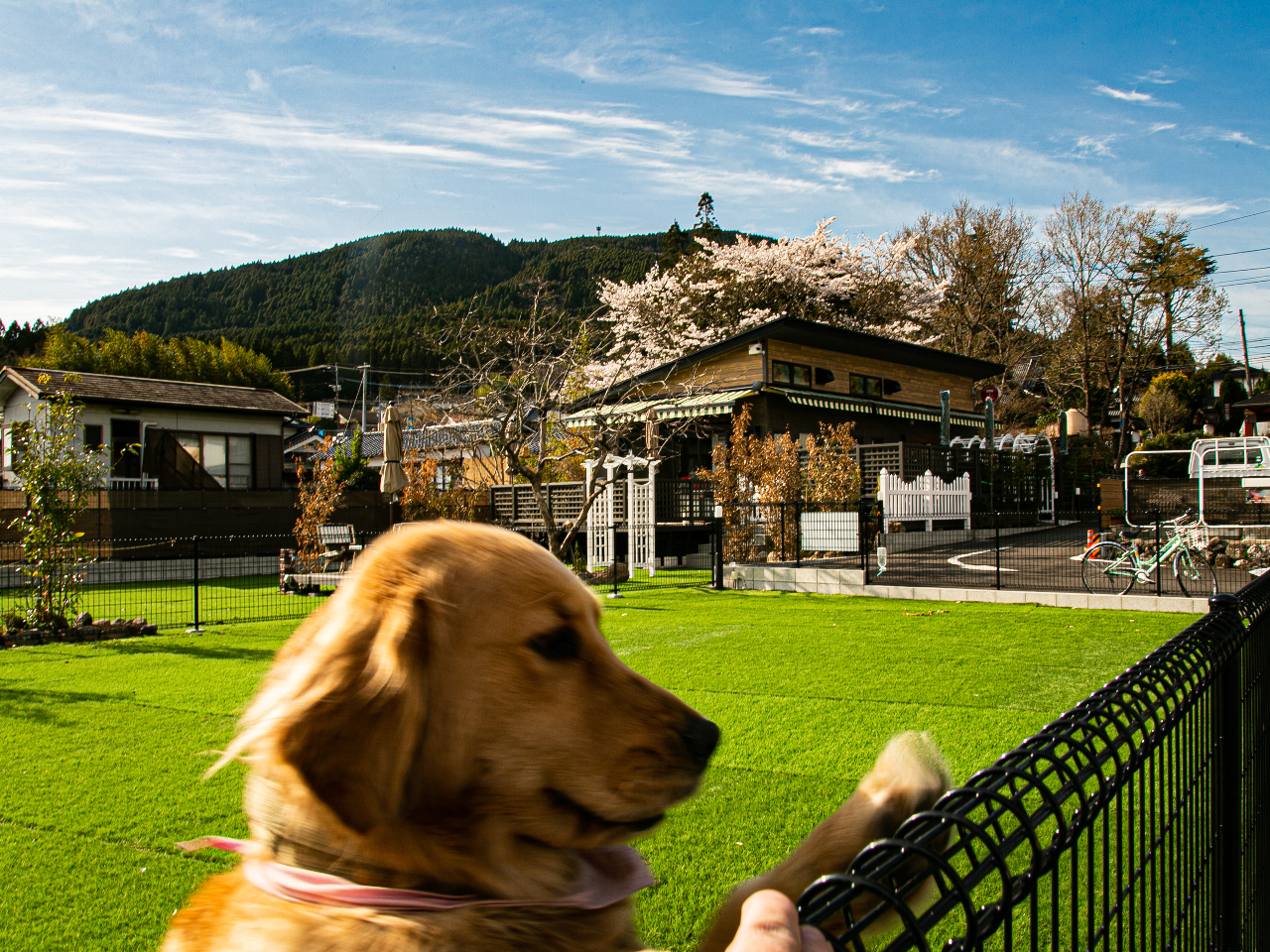 ドックランありペットOK