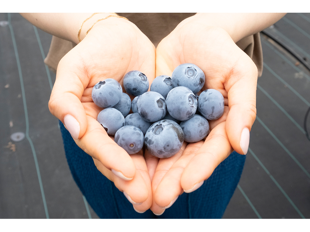ブルーベリー食べ放題・1パックお土産付】茨城県つくば市♪最大23種の