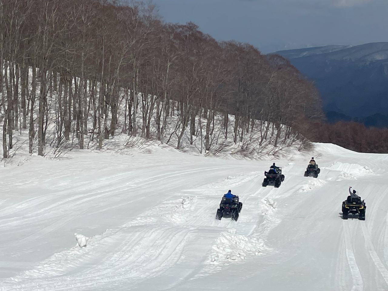 ���o�M�[�̌�