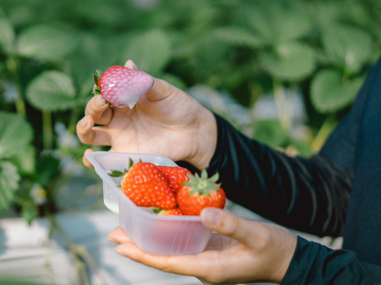 �H�ו��肾���łȂ��A���������Ă��܂��B�����ƃC�`�S�̑����͔��Q�ł��B