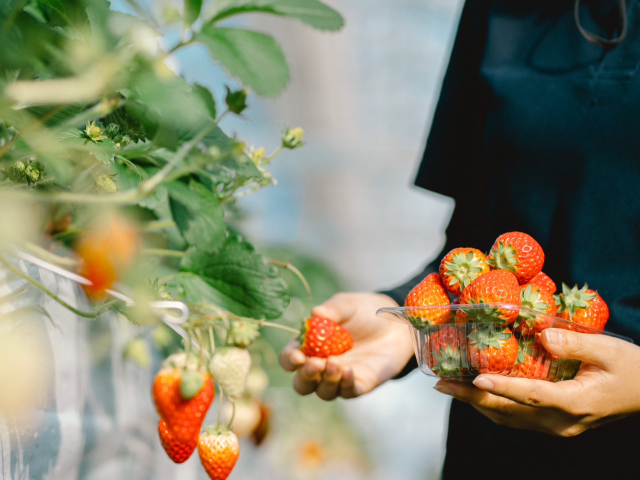 ���y�Y�ɂ��C�ɓ���̃C�`�S�����n���Ă������A�蒸���܂��B���ʓr����