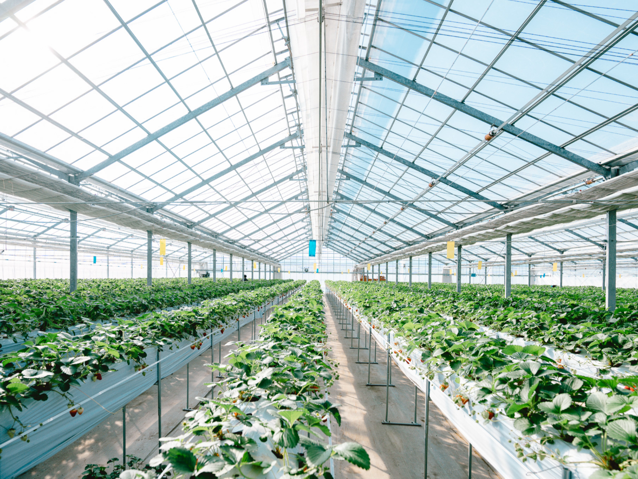 �ő���e�l��600�l�̎R�������ő勉�̃C�`�S���B�ꏊ�̋�؂������Ă��Ȃ����߁A�L�X�Ƃ����������y����Œ����܂��B