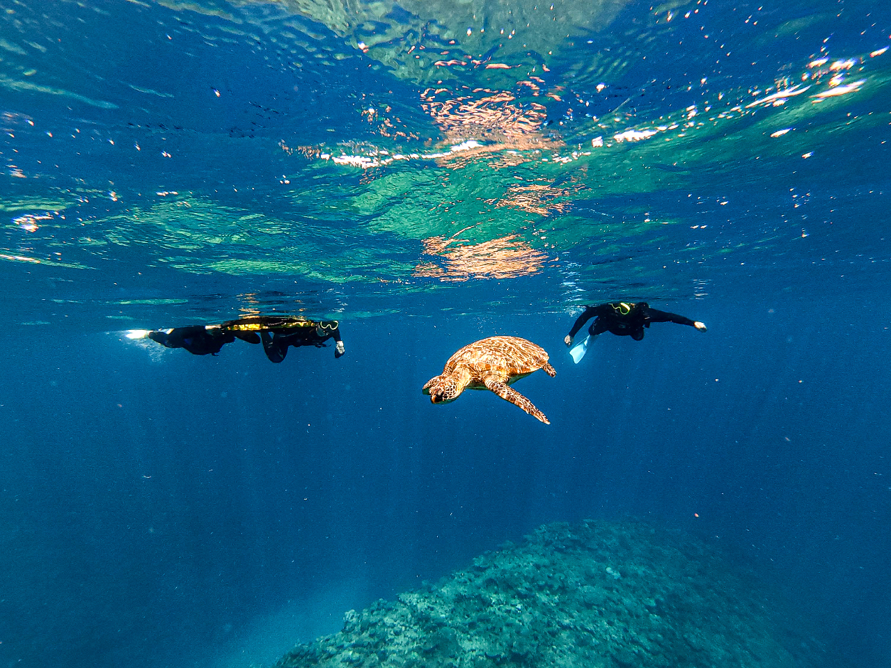 沖縄本島 ウミガメ遭遇率抜群】クリアSUP×ウミガメシュノーケリング