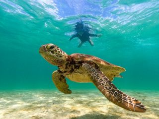 神秘期的な生物と感動体験