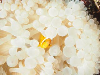 最短1日でダイビングライセンス取得!