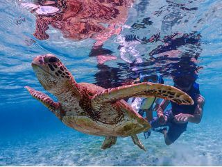 宮古島のウミガメさん♪