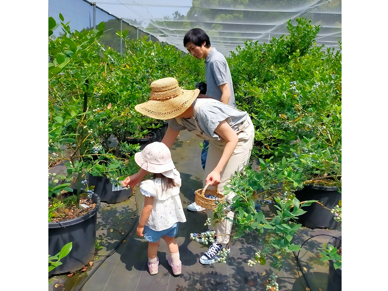 初めてのブルーベリー狩り。小さなお子様も一緒に楽しめます。