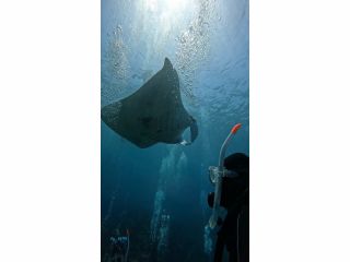 2ダイブ目にはマンタに会える可能性も!?
