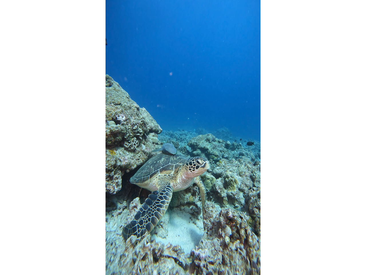 �X�[�p�[�K�C�h�̃I�[�i�[�ɔC����Β����m���m���i����100���j�ŊC�T�ɂ�����Ⴂ���܂��B���K�C�h���I�[�i�[�Ɍ���B