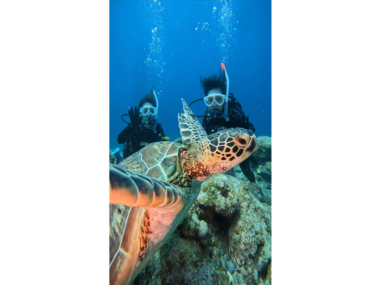 ����ȋߋ����ł̊C�T�c�[�V���b�g����