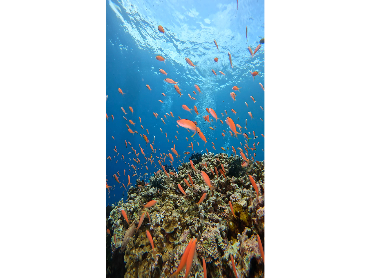 DɕAJlniSČQɂ͌Ă܂