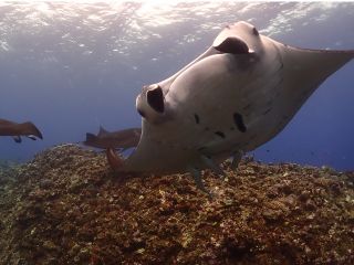 ぐるぐるマンタが連なってトレインしている様子