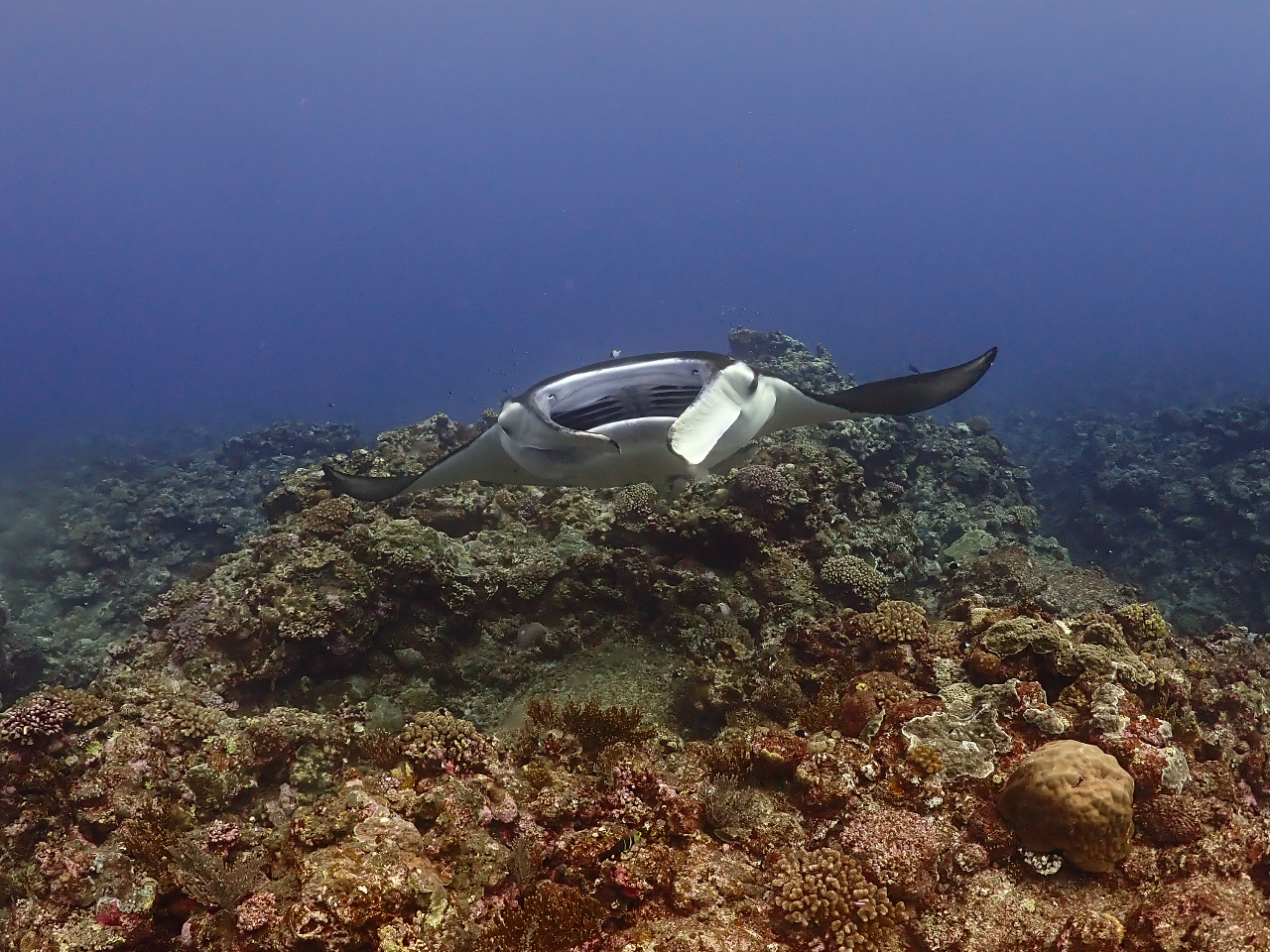 �������������J���Ă����������l�q