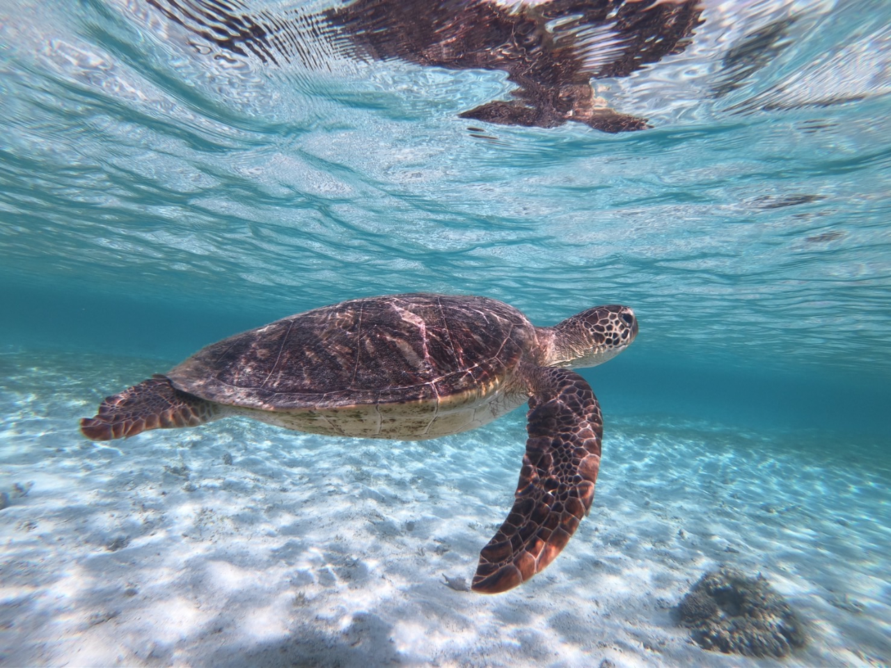 シュノーケリング 宮古島
