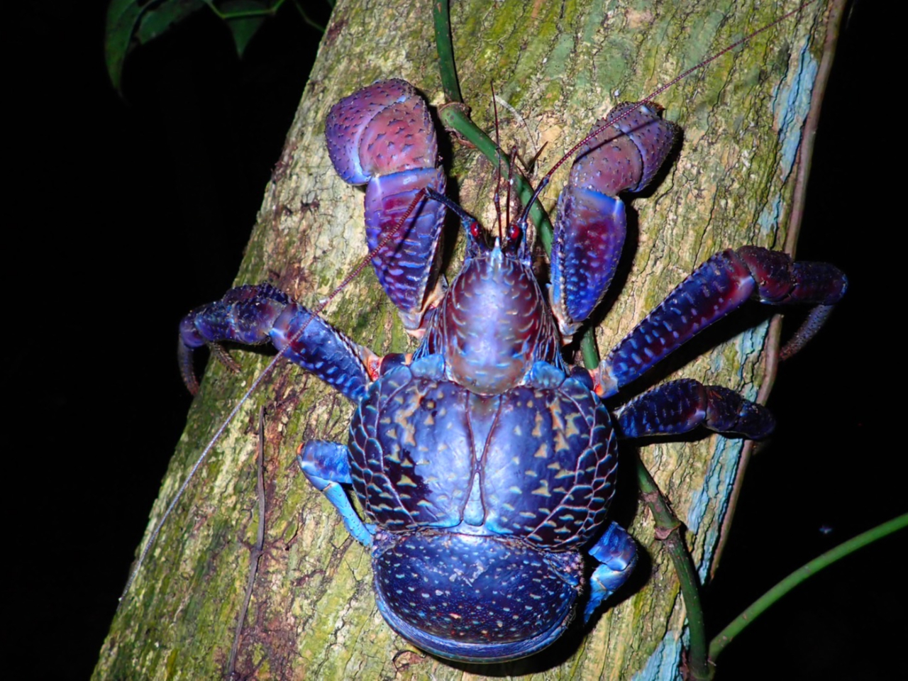 ヤシガニ 宮古島