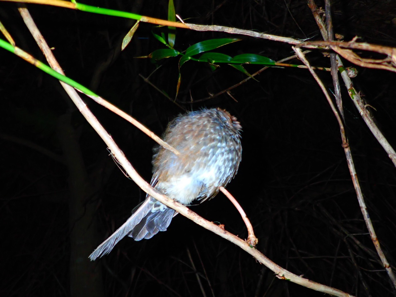 ナイトツアー 宮古島