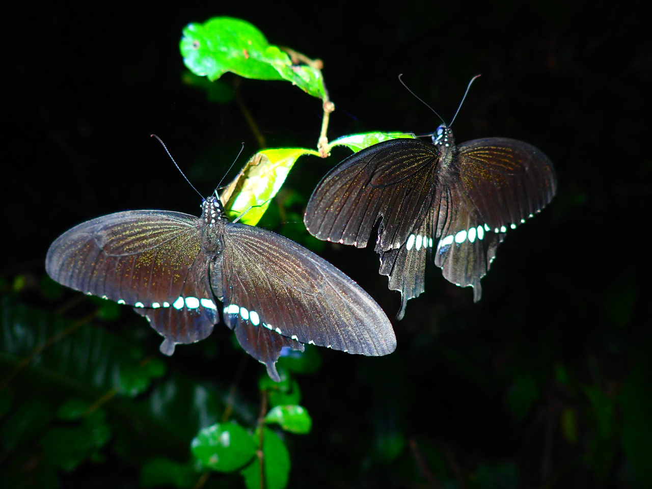 ナイトツアー 宮古島