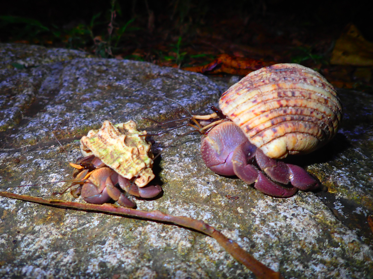 ナイトツアー 宮古島