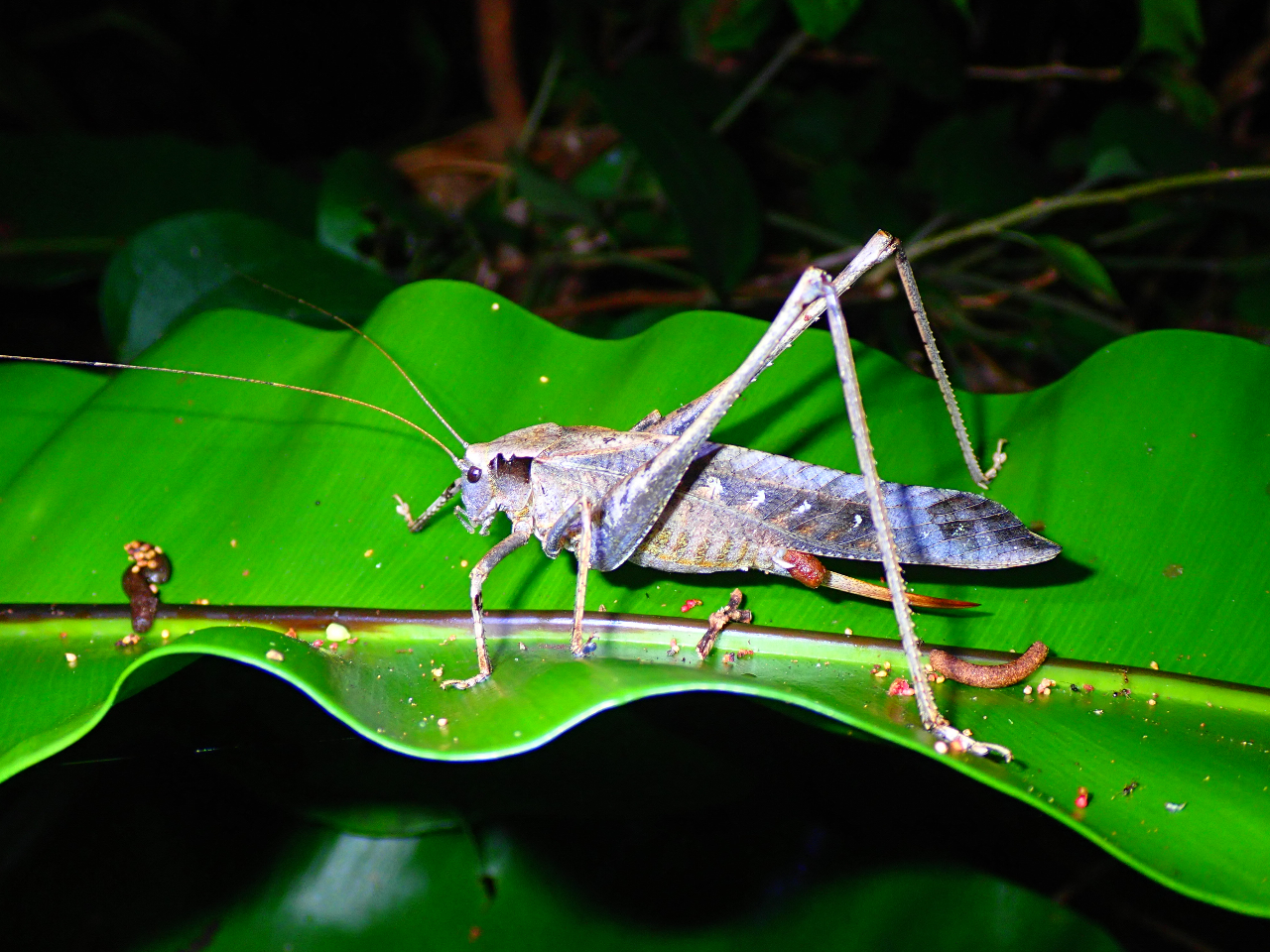 ナイトツアー 宮古島