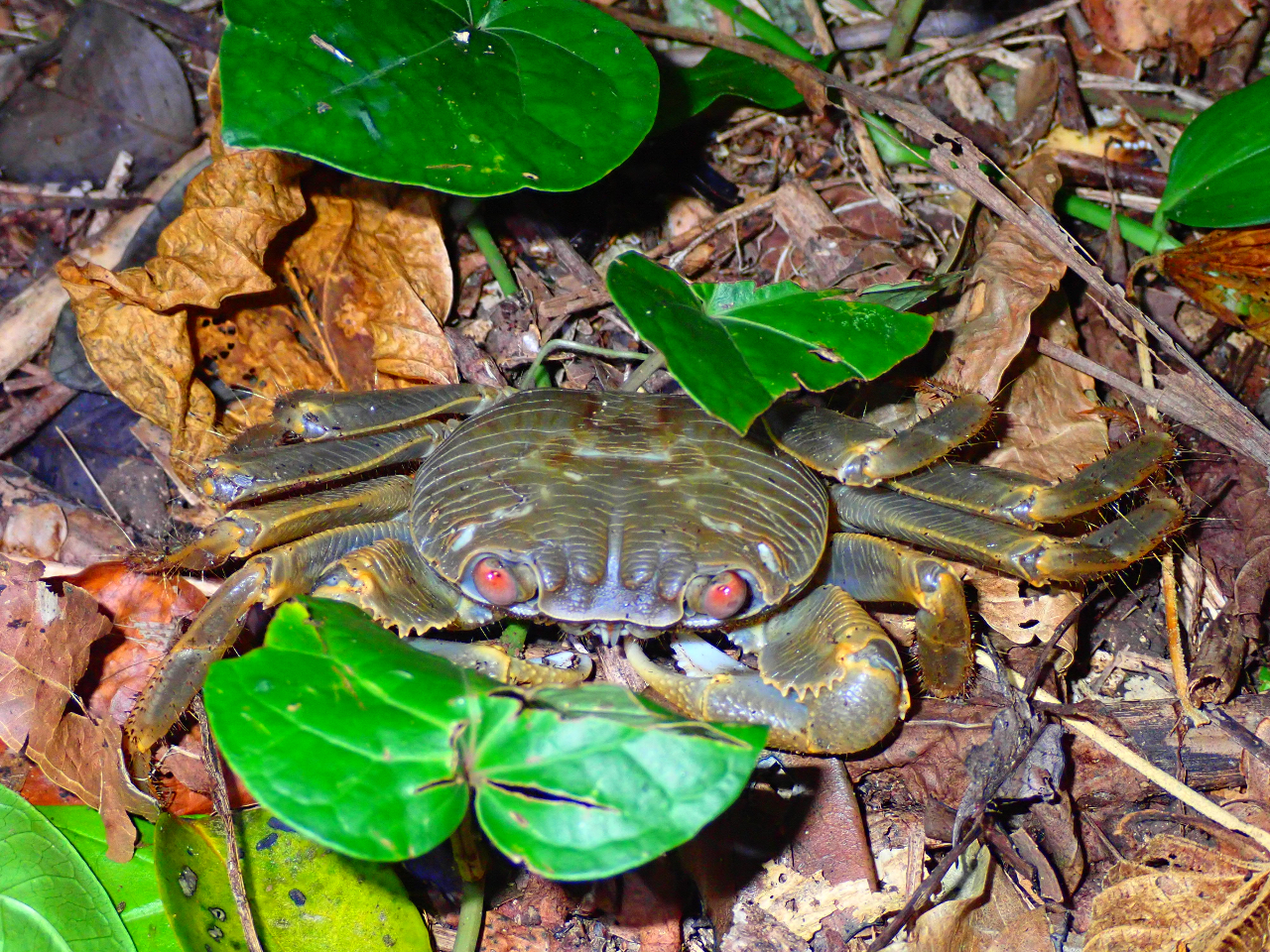 ナイトツアー 宮古島