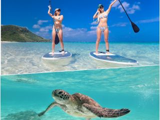 クリアサップ 海亀