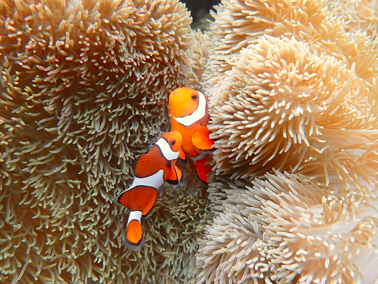 シュノーケリングツアー 宮古島
