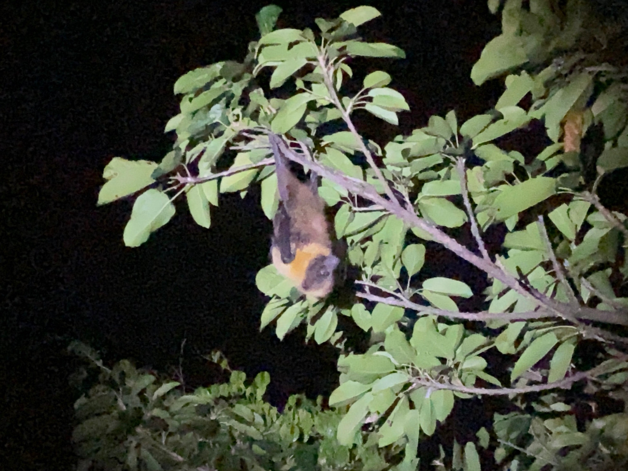 ナイトツアー 宮古島