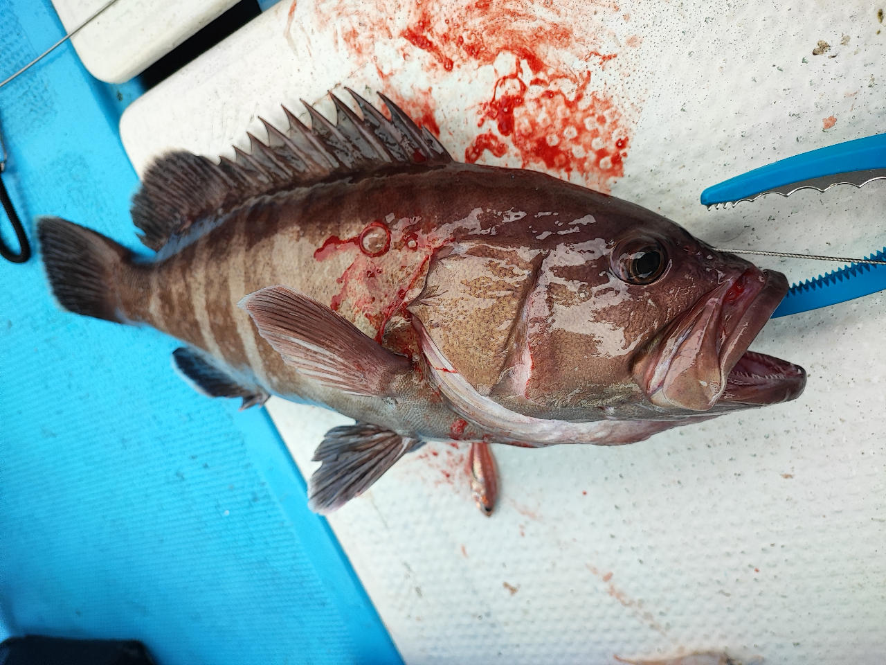 船釣り】ジギング・タイラバで中深海へ｜エサ釣りもOK