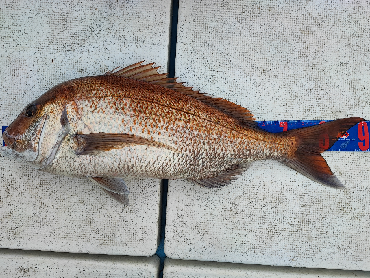 船釣り】ジギング・タイラバで中深海へ｜エサ釣りもOK