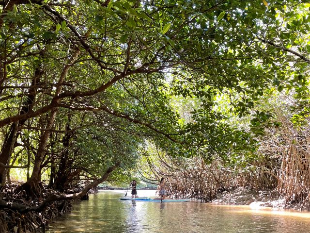 宮良川の天然記念物