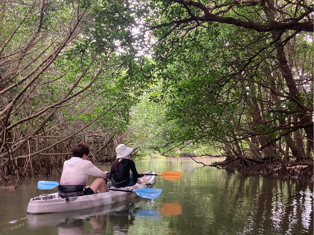 カヤックでマングローブ体験!
