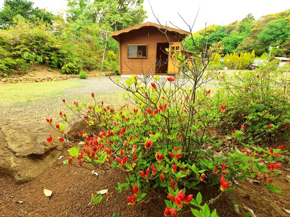 TCgFꂢȂ炢Ă܂