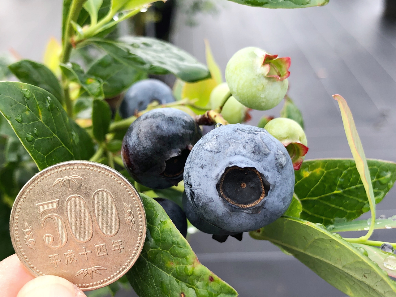 大粒品種が次々に肥大化! ジューシーで、果汁が口いっぱいに広がります。のど越しも良く、食べごたえも抜群! ブルーベリーのイメージがくつがえったと絶賛の声も!