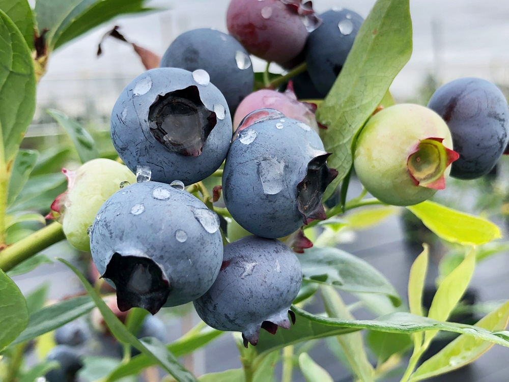 ⎇Aԁcc΂̂悤ɔ͓Iȃu[x[낢BnAԔԂ̉ʎE݂ƂĐHׂ邩Au[x[̂Ƃ肱ɂȂoI