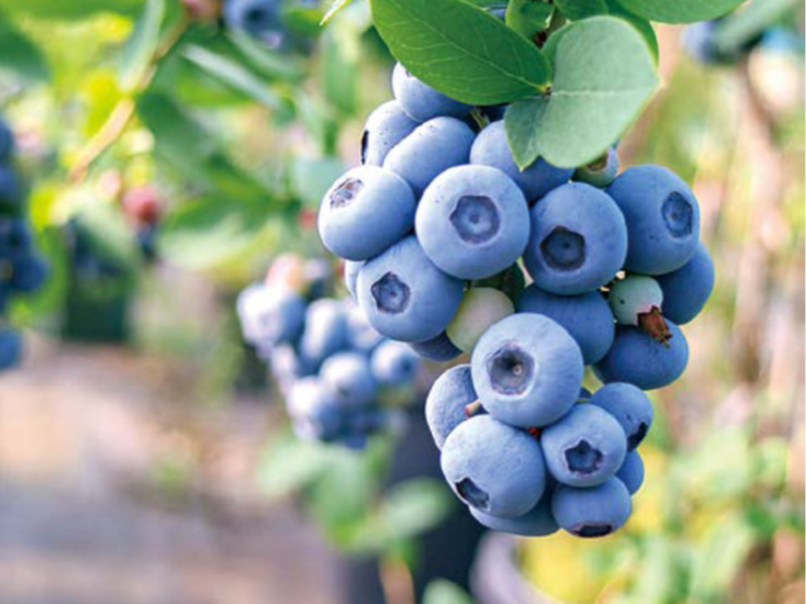 ł߂ɌȂu[x[𔭌I S43iA1,300{͔|Ă邩AV[YĂAHׂ}u[x[𖡂킦܂I