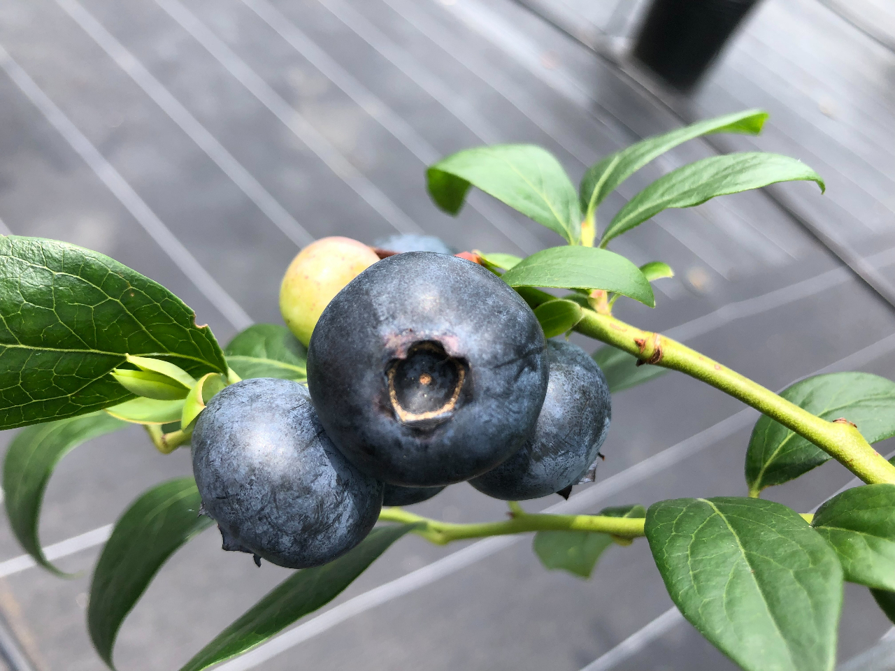 スーパーなどではまず見かけることのできない超大粒品種。100円〜500円玉位になるブルーベリーは迫力満点!大粒を見つけて口に頬張る楽しさを体験してみませんか