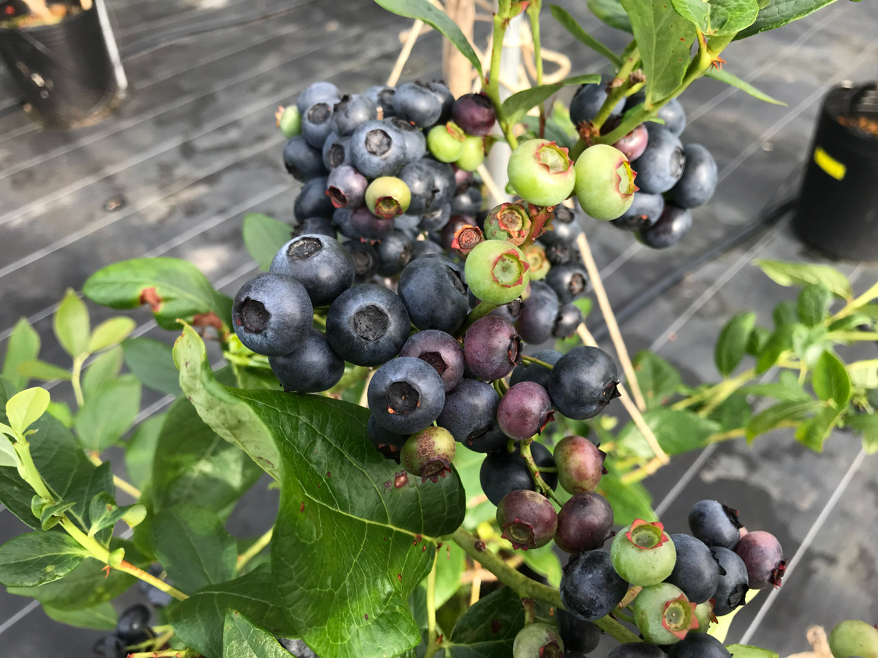 ẂAÁ`u[x[LxI 낢ȖHׂׂ܂Bł͕X̃Jbvv[gB₵ĐHׂƊÖ܂BqllC̃T[rX