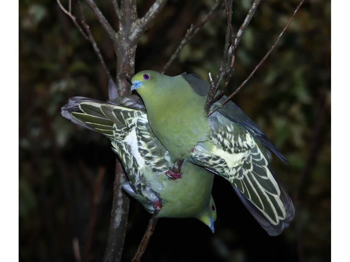 岸本ウラチ　アマミノクロウサギ 岸本ウラチ アマミノクロウサギ アマミノクロウサギ（奄美の黒兎