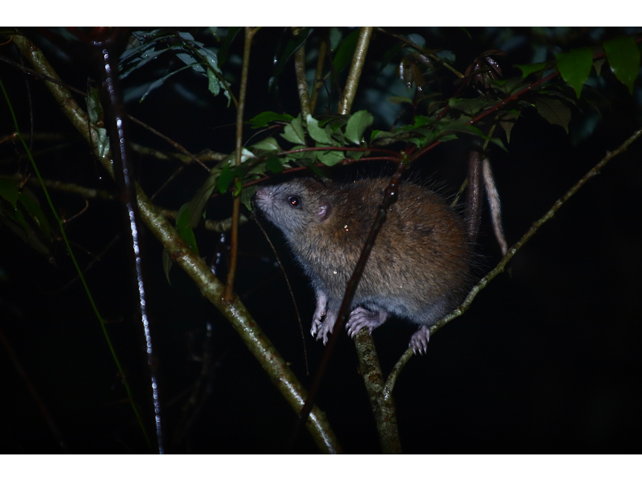 PiKlY~@AVA{ɂĂȂ{ő̃lY~B؂̏ŐĂ̂ŁANETMɂAȂ背ALłB