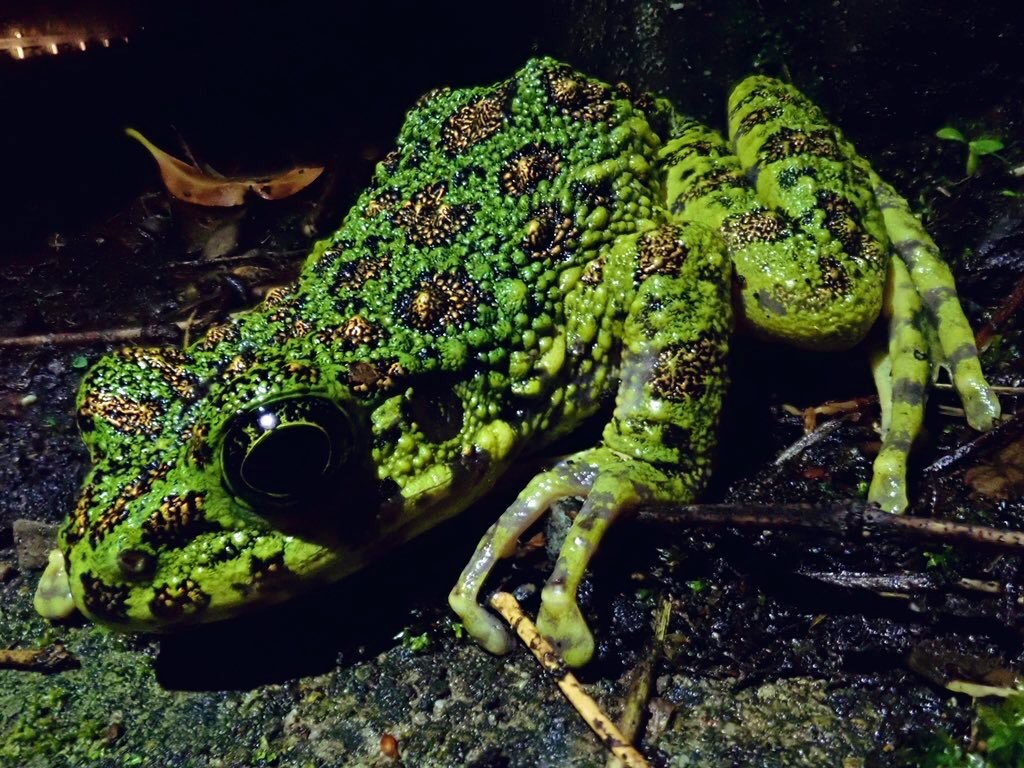 A}~CVJKG@ɂĂȂJGB{JGƌĂ܂B̓VRLOɎw肳Ă܂BJ̓ȂǂɓɌ܂B