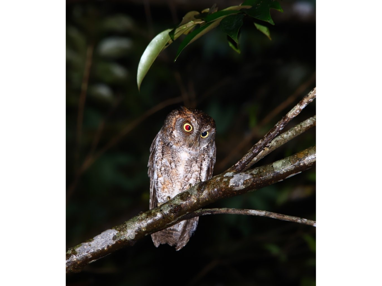 ELERmnYN@ї񓇂ɐ鏬ȃtNEBS͂Ȃ20xȂAtNEɂĂ͂Ȃ菬^ŃL[głB