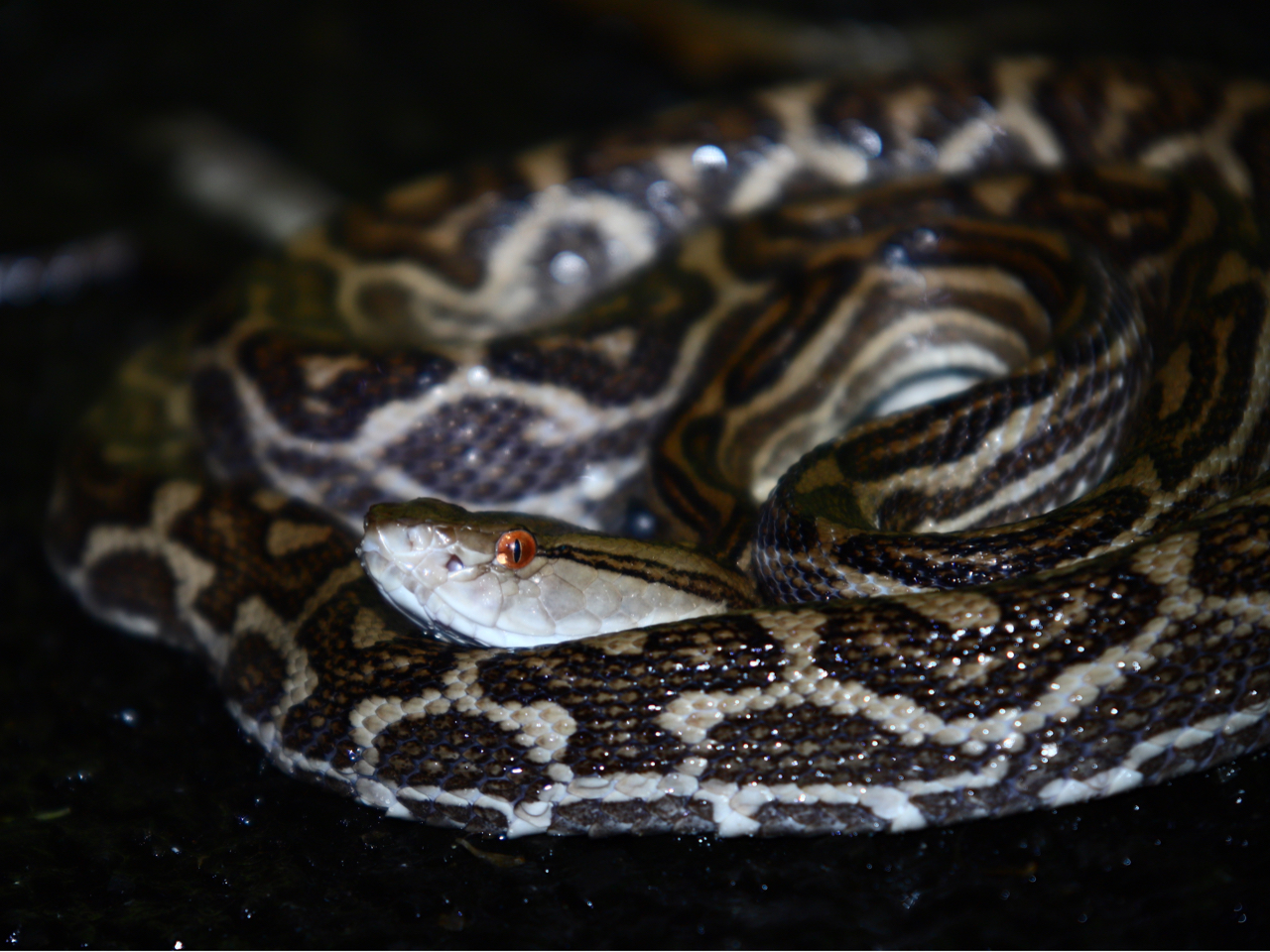 nu@@킸ƒmꂽ̒_Bғł݂Ȃ̌҂AR̒Őg߂p͌l͂łB