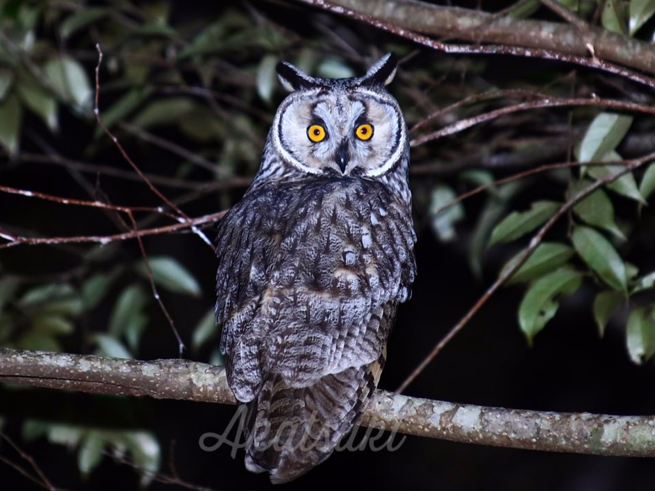 gtYN@~̒ZԂɔł邱ƂtNEAlY~Ȃǂ̏HׂBELERmnYN^łAŖőɌ邱Ƃ͂łȂ