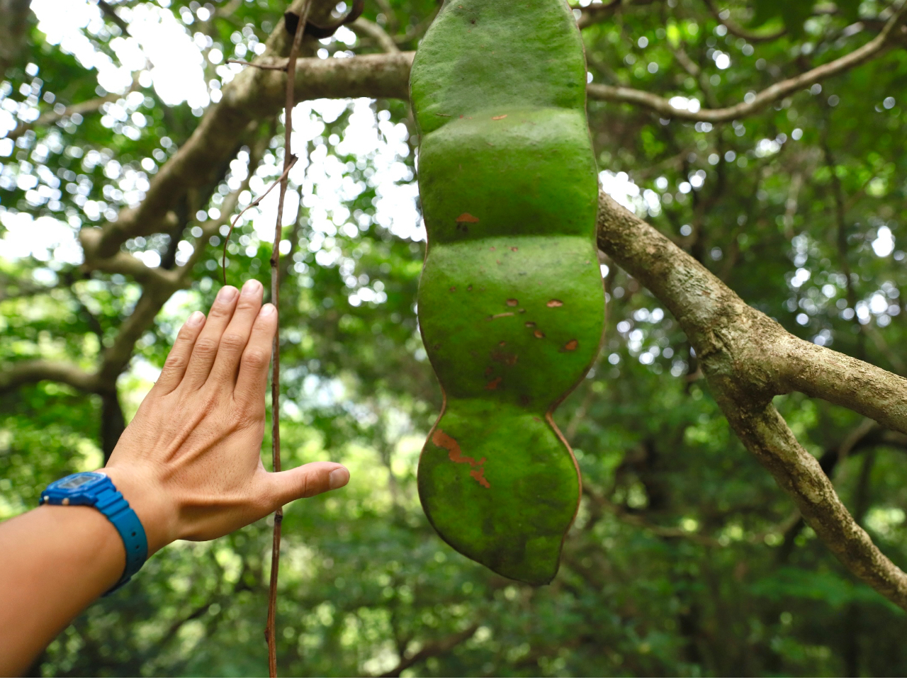 モダマの豆です。世界最大のサイズの種類を観れるのは奄美大島だけです。