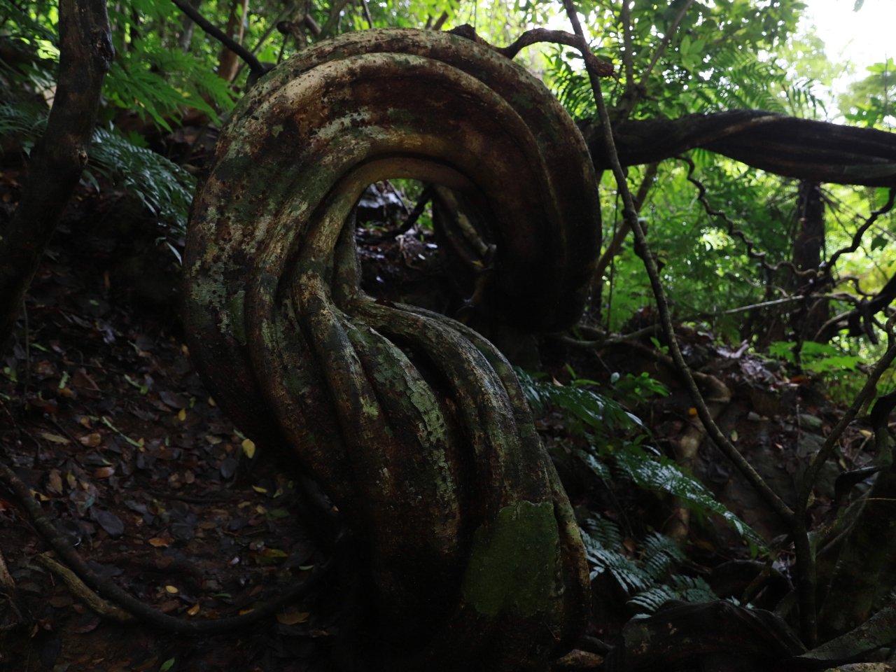 モダマの幹になります。まじかで観たら迫力が違います。ジャックと豆の木のモチーフになった意味がわかります。
